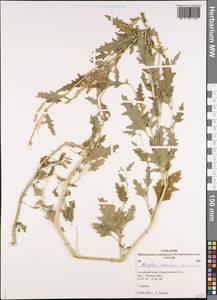 Atriplex tatarica L., Siberia, Altai & Sayany Mountains (S2) (Russia)