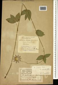 Astrantia maxima Pall., Caucasus, Azerbaijan (K6) (Azerbaijan)