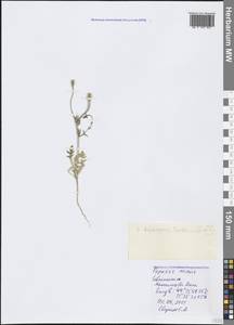 Roemeria minor (B.Boivin ex Bél.) Banfi, Bartolucci, J.-M.Tison & Galasso, Crimea (KRYM) (Russia)