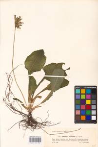 Primula elatior (L.) L., Western Europe (EUR) (Poland)