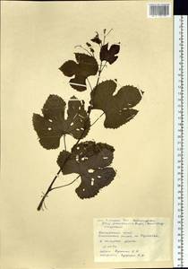 Vitis amurensis Rupr., Siberia, Russian Far East (S6) (Russia)