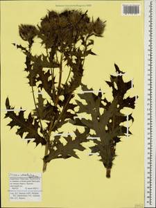 Cirsium obvallatum (M. Bieb.) M. Bieb., Caucasus, Stavropol Krai, Karachay-Cherkessia & Kabardino-Balkaria (K1b) (Russia)