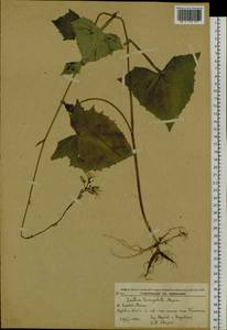 Lactuca triangulata Maxim., Siberia, Russian Far East (S6) (Russia)