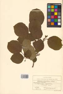 Celastrus orbiculatus Thunb., Siberia, Russian Far East (S6) (Russia)