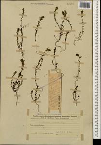 Euphrasia ossica Juz. ex Ganeschin, Caucasus, Azerbaijan (K6) (Azerbaijan)