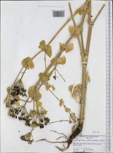 Smyrnium perfoliatum subsp. rotundifolium (Mill.) Bonnier & Layens, Western Europe (EUR) (Italy)