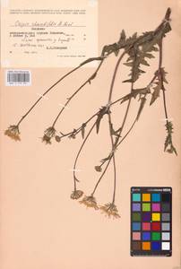 Crepis foetida subsp. rhoeadifolia (M. Bieb.) Celak., Eastern Europe, Moldova (E13a) (Moldova)
