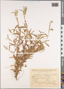 Digitaria ciliaris (Retz.) Koeler, Caucasus, Georgia (K4) (Georgia)