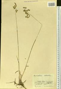 Anthoxanthum nitens (Weber) Y.Schouten & Veldkamp, Siberia, Western Siberia (S1) (Russia)