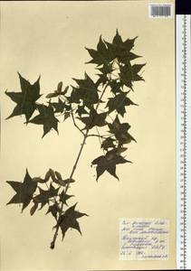 Acer pictum subsp. mono (Maxim.) H. Ohashi, Siberia, Russian Far East (S6) (Russia)