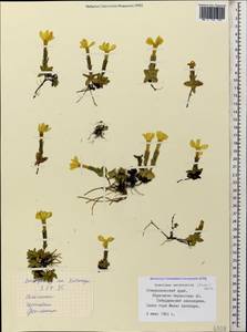 Gentiana verna subsp. oschtenica (Kuzn.) J. J. Halda, Caucasus, Stavropol Krai, Karachay-Cherkessia & Kabardino-Balkaria (K1b) (Russia)
