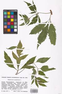 Eupatorium cannabinum L., Eastern Europe, Moscow region (E4a) (Russia)