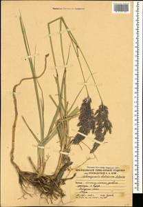 Calamagrostis balkharica P.A.Smirn., Caucasus, South Ossetia (K4b) (South Ossetia)