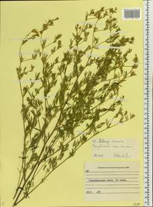 Medicago falcata subsp. falcata, Eastern Europe, North Ukrainian region (E11) (Ukraine)