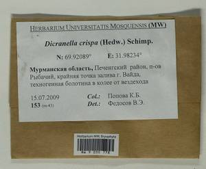 Dicranella crispa (Hedw.) Schimp., Bryophytes, Bryophytes - Karelia, Leningrad & Murmansk Oblasts (B4) (Russia)