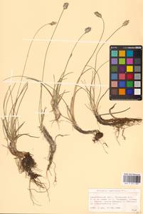 Sesleria coerulans Friv., Eastern Europe, West Ukrainian region (E13) (Ukraine)