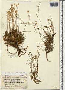 Minuartia setacea, Caucasus, Armenia (K5) (Armenia)