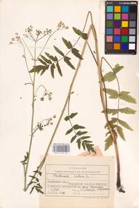 Pastinaca sativa L., Eastern Europe, Central forest-and-steppe region (E6) (Russia)