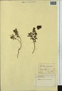 Daphne cneorum L., Western Europe (EUR) (Austria)