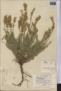 Oxytropis campestris var. varians (Rydb.)Barneby, America (AMER) (Canada)