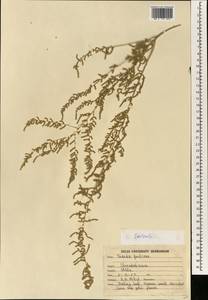 Salsola, South Asia, South Asia (Asia outside ex-Soviet states and Mongolia) (ASIA) (India)