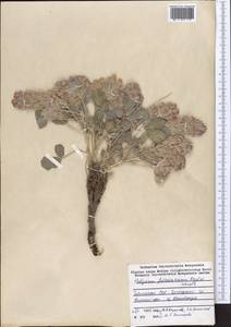 Hedysarum iliense B.Fedtsch., Middle Asia, Pamir & Pamiro-Alai (M2) (Tajikistan)