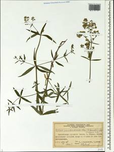 Galium pseudoboreale Klokov, Siberia, Central Siberia (S3) (Russia)