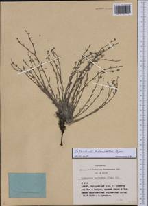 Eritrichium pauciflorum (Ledeb.) DC., Siberia, Altai & Sayany Mountains (S2) (Russia)