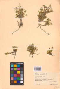 Silene acaulis (L.) Jacq., Eastern Europe, Northern region (E1) (Russia)