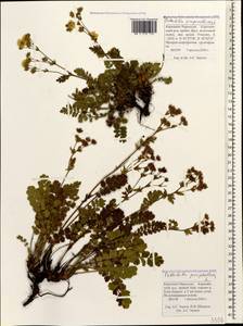 Potentilla pimpinelloides L., Caucasus, Stavropol Krai, Karachay-Cherkessia & Kabardino-Balkaria (K1b) (Russia)