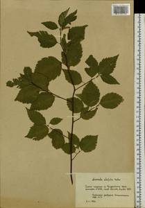 Sorbus alnifolia (Siebold & Zucc.) K. Koch, Botanic gardens and arboreta (GARD) (Russia)