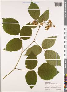 Rubus hirtus Waldst. & Kit., Eastern Europe, Moscow region (E4a) (Russia)