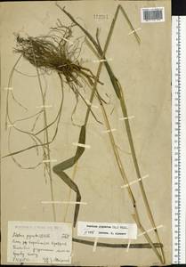 Lolium giganteum (L.) Darbysh., Siberia, Western (Kazakhstan) Altai Mountains (S2a) (Kazakhstan)