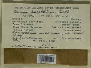 Dicranum fragilifolium Lindb., Bryophytes, Bryophytes - Russian Far East (excl. Chukotka & Kamchatka) (B20) (Russia)