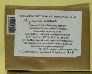 Plagiomnium acutum (Lindb.) T.J. Kop., Bryophytes, Bryophytes - Russian Far East (excl. Chukotka & Kamchatka) (B20) (Russia)