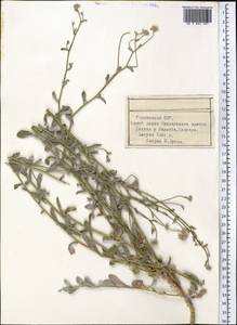 Lachnophyllum gossypinum Bunge, Middle Asia, Pamir & Pamiro-Alai (M2) (Tajikistan)