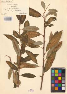 Salix triandra L., Siberia, Russian Far East (S6) (Russia)