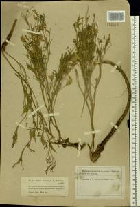 Astragalus arenarius L., Eastern Europe, Moscow region (E4a) (Russia)