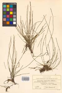Equisetum variegatum Schleich. ex F.Weber & D.Mohr, Siberia, Chukotka & Kamchatka (S7) (Russia)
