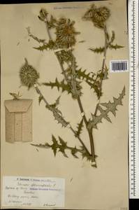 Echinops sphaerocephalus L., Caucasus, Armenia (K5) (Armenia)