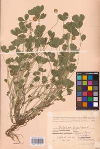 Trifolium fragiferum L., Eastern Europe, Eastern region (E10) (Russia)