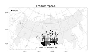 Thesium repens Ledeb., Atlas of the Russian Flora (FLORUS) (Russia)