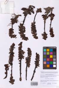 Lathraea squamaria L., Eastern Europe, Moscow region (E4a) (Russia)