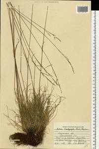 Festuca trachyphylla (Hack.) Hack., Eastern Europe, Central region (E4) (Russia)