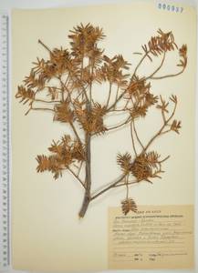 Taxus cuspidata Siebold & Zucc., Siberia, Russian Far East (S6) (Russia)