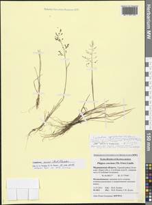 Catabrosa aquatica (L.) P.Beauv., Eastern Europe, Northern region (E1) (Russia)