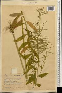 Erysimum aureum M. Bieb., Caucasus, Krasnodar Krai & Adygea (K1a) (Russia)