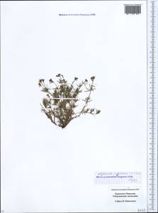 Cynanchica cristata (Sommier & Levier) P.Caputo & Del Guacchio, Caucasus, Stavropol Krai, Karachay-Cherkessia & Kabardino-Balkaria (K1b) (Russia)