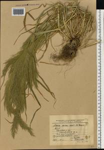 Apera spica-venti (L.) P.Beauv., Eastern Europe, Belarus (E3a) (Belarus)