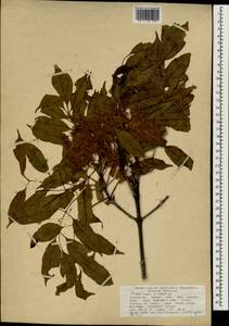 Fraxinus ornus L., South Asia, South Asia (Asia outside ex-Soviet states and Mongolia) (ASIA) (Turkey)